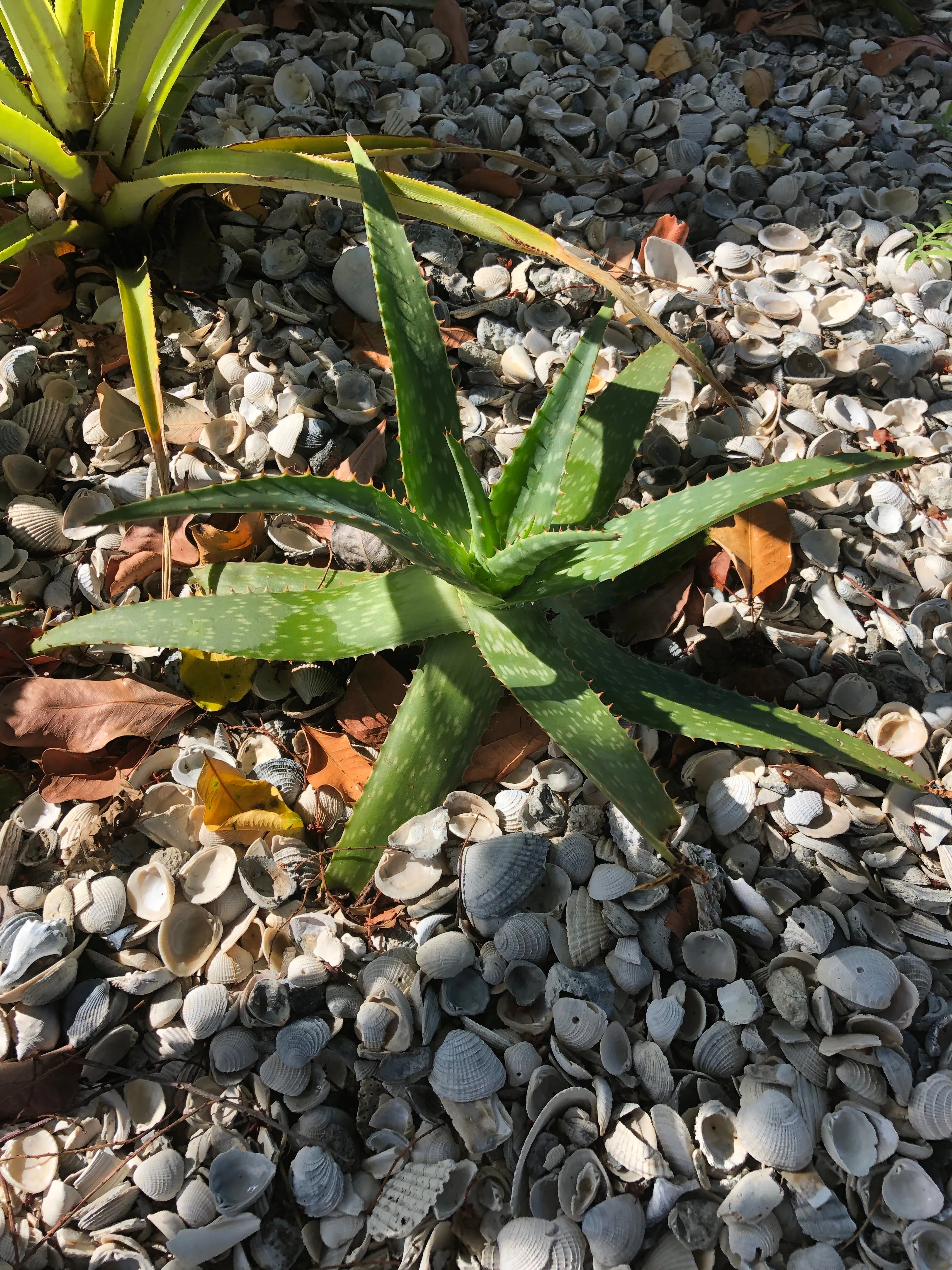 Live Aloe Vera Plant 22"  - ships free