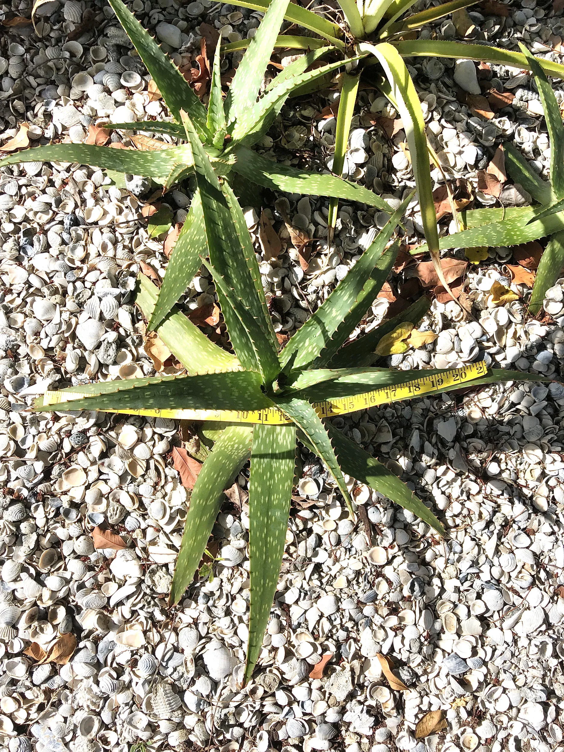 Live Aloe Vera Plant 22"  - ships free