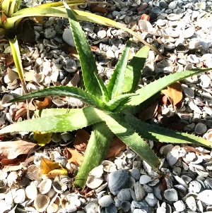 Live Aloe Vera Plant 22"  - ships free