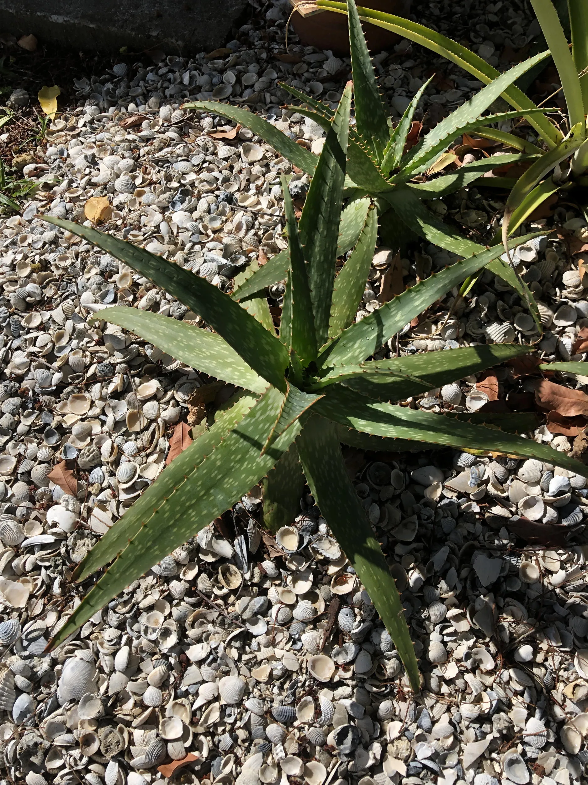 Live Aloe Vera Plant 22"  - ships free