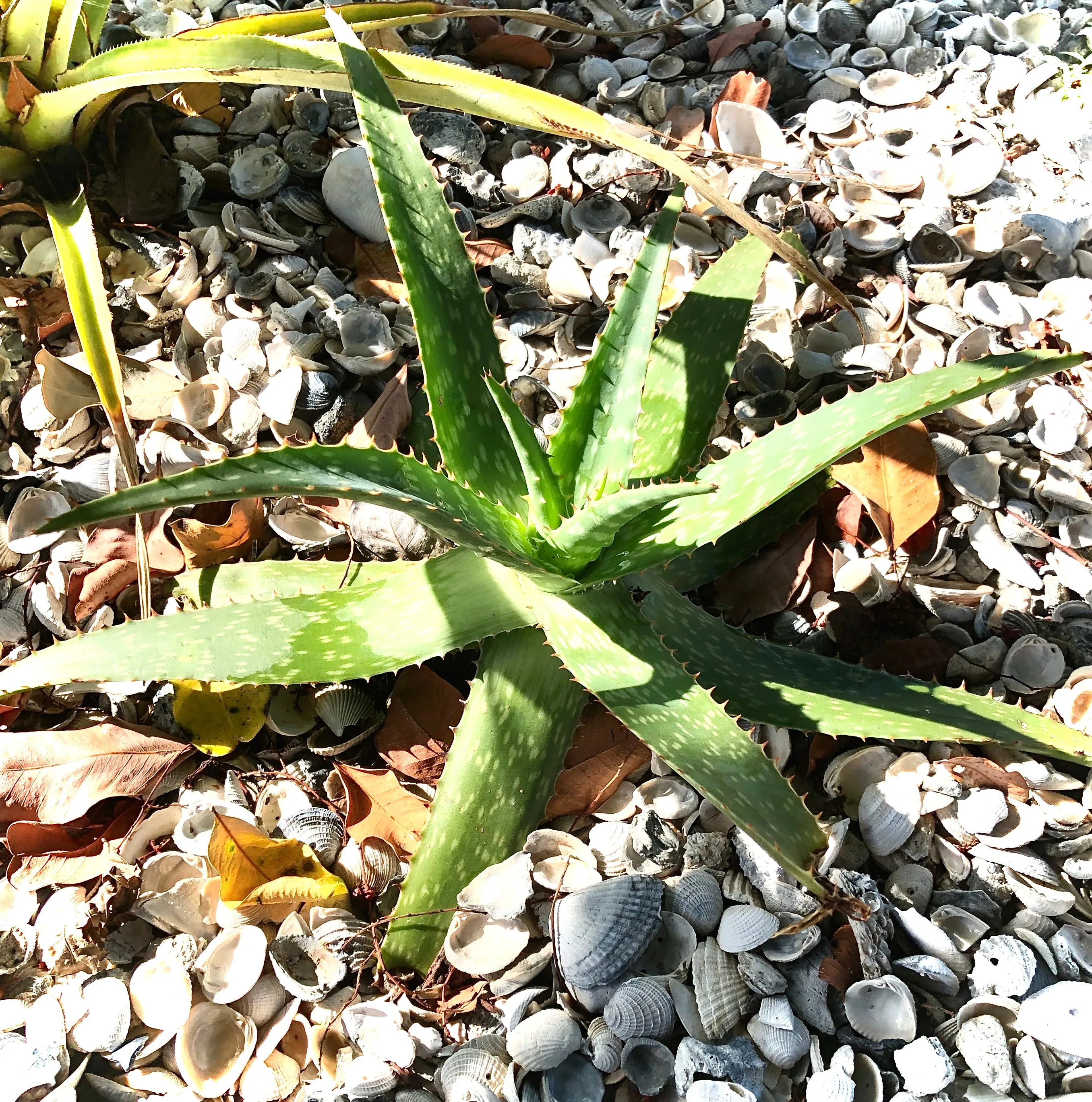 Live Aloe Vera Plant 22"  - ships free