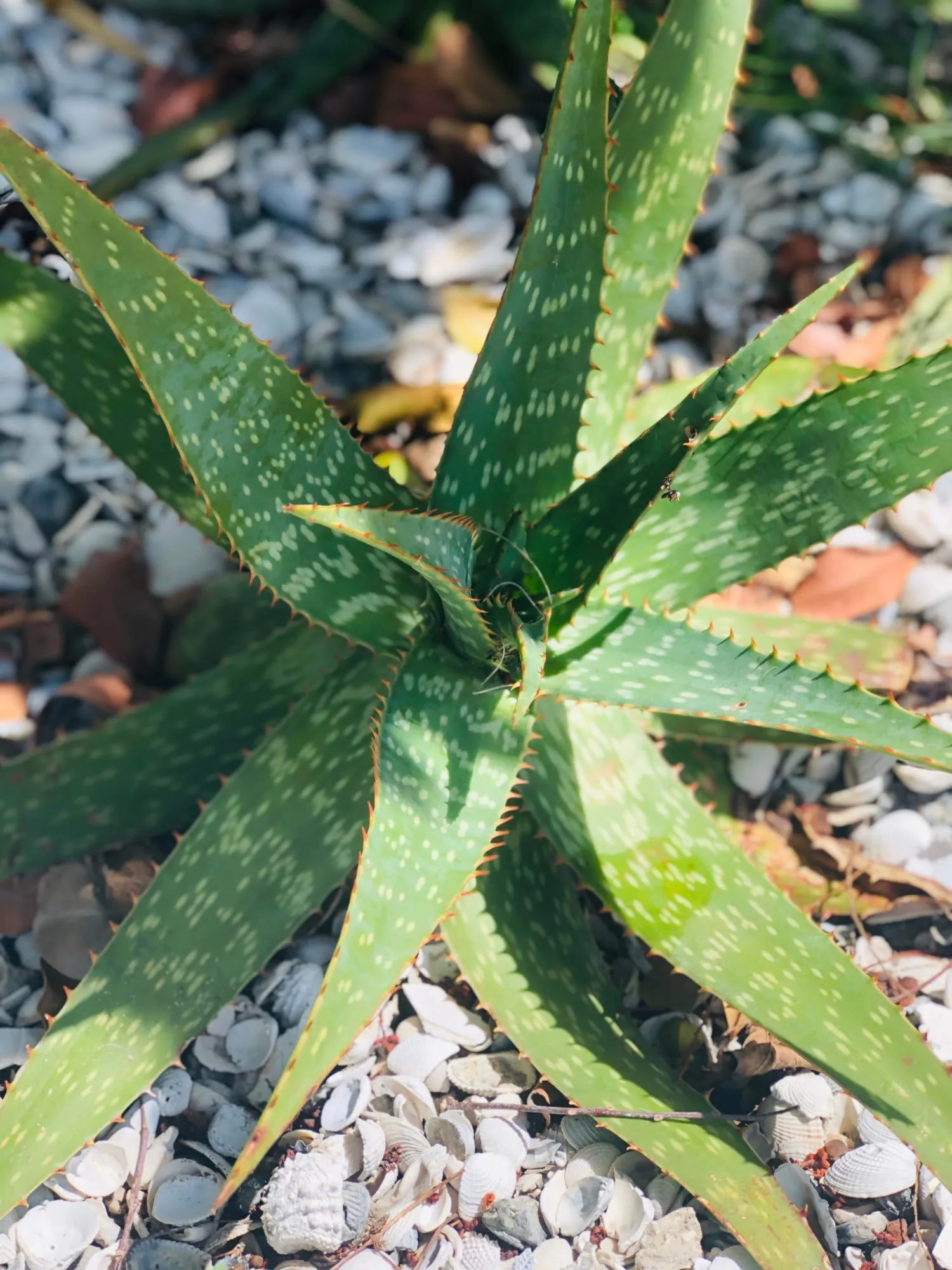 Live Aloe Vera Plant 23"  - ships free