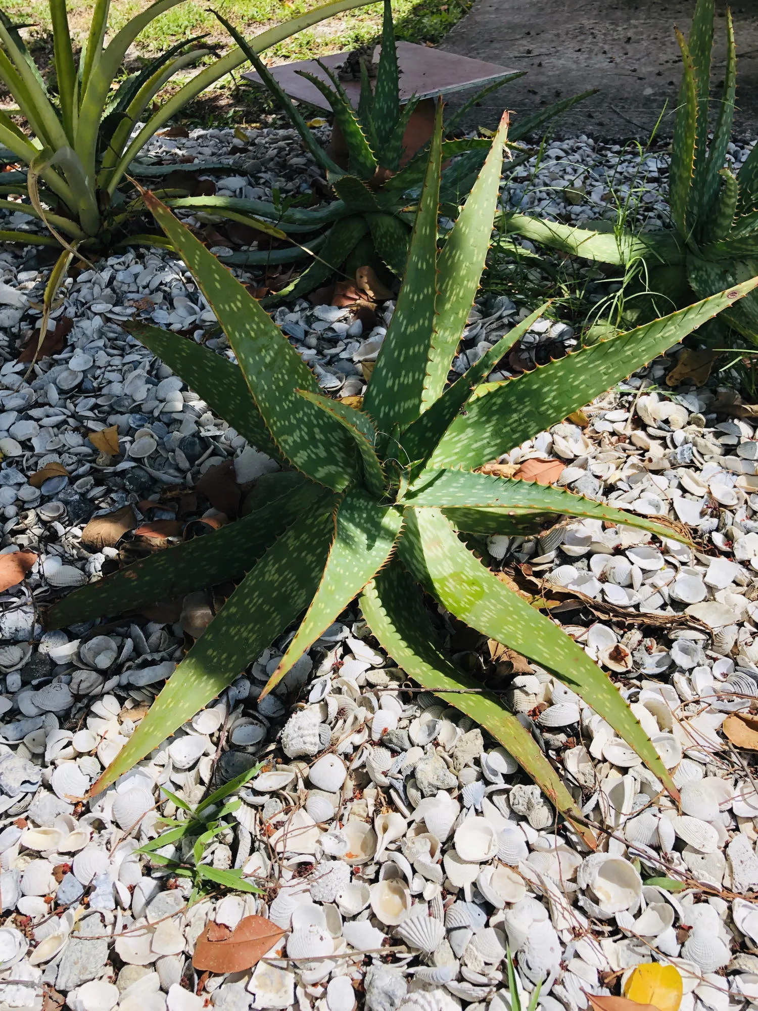 Live Aloe Vera Plant 23"  - ships free