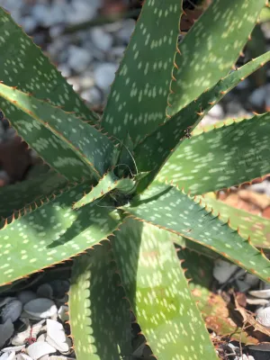 Live Aloe Vera Plant 23"  - ships free