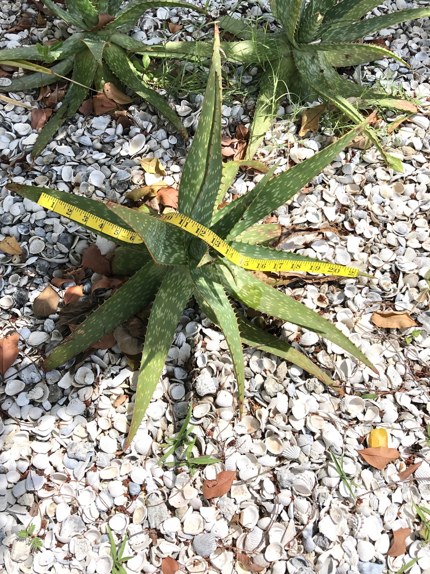Live Aloe Vera Plant 23"  - ships free